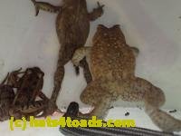 /home//u458753944/public_html/sourcegallery////Roxborough Toad Detour/2013-2019/2017/P4100660.JPG